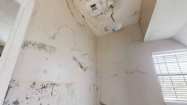 Best Airborne Mold Testing  in Elk Ridge, UT