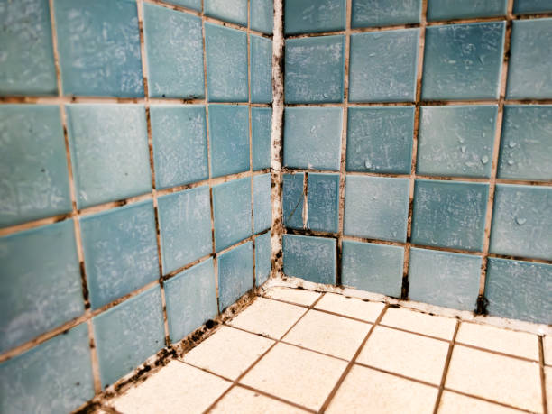 Best Post-Construction Mold Inspection  in Elk Ridge, UT