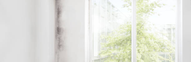 Best Environmental Consulting for Mold Prevention  in Elk Ridge, UT
