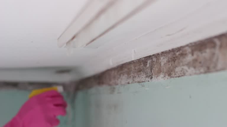 Best Air Quality Testing for Mold Spores  in Elk Ridge, UT