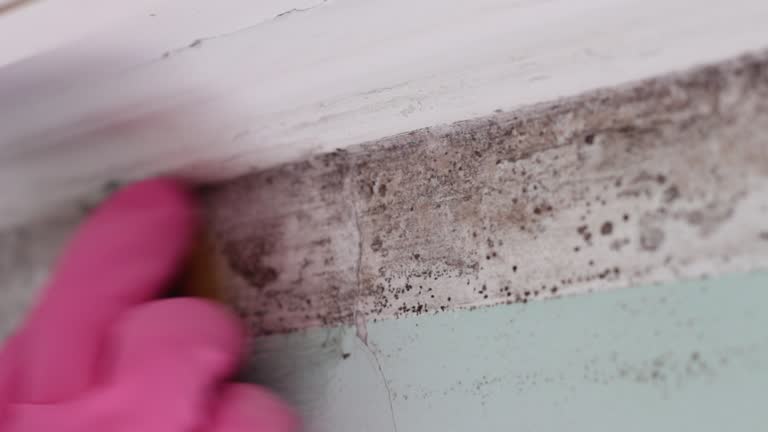 Trusted Elk Ridge, UT Mold Removal Experts
